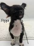 AKC Registered Male Applehead Chihuahuas