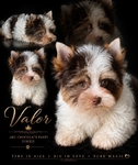 AKC Gorgeous Male Yorkies
