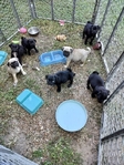 Pug puppies