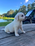 Cream White Labrador Puppies Available