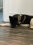2year old American Akita. Female.