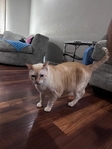 Free Cats to good home