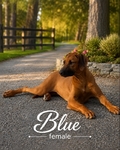 Rhodesian Ridgeback Puppies