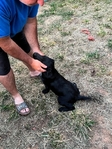 Black Lab