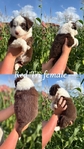 Australian shepherd’s