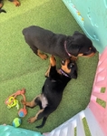 loyal Companion Rottweiler puppies