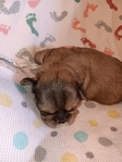 Shih-Tzu puppies