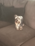 Yorkie Terrier