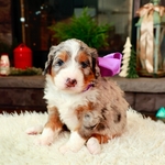 Free Bernedoodle to Guardian Home