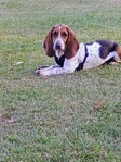Basset Hound