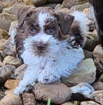 AKC Reg Miniature Schnauzers