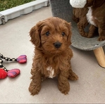 Cavapoo Puppies for Adoption