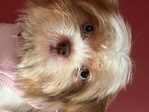 Shih Tzu mix