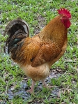 Free roosters
