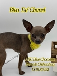 AKC Blue Fawn Female Chihuahua