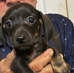 Chiweenie pup