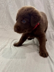 Chocolate Lab Puppies!