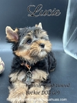 Gorgeous Traditional Female Yorkie Puppu