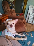 Female Chihuahua