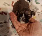 Shih-Tzu puppies