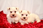 Toy/Miniature Schnauzer Male Puppies