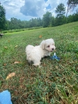 CKC MORKIEPOO PUPS ( MALES )SALE $400.00