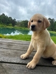 Yellow Female/Cream White Male Labrador Puppies