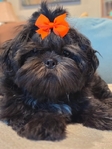 Shih-tzu puppy