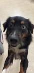 AKC registered Mini Australian Shepherd