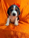 Beagle puppies AKC