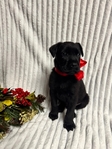 Male Cane Corso / Lab 8 Weeks Old