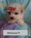 CHRISTMAS  PUPPIES  Shih Tzu;s, Yorkies, @ Maltese