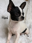 AKC Registered Adorable Male Chihuahuas
