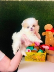 Pomeranian puppies Teddy Bear Poms