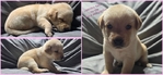 AKC Labrador Retriever Puppies