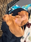 Dachshund puppies