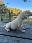 Yellow and Black English Labrador Retriever Pups