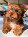 AKC Male Micro Yorkie Ready Now!