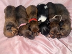 Mini Longhair Dachshund Puppies