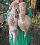 Beagle lemon males pups