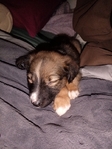 Shepherd/Lab mix puppies