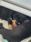 Puppies for sale