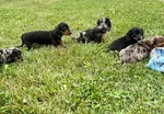 Beautiful long-haired Miniature Dachshund puppies
