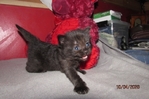 ragdoll kittens for sale
