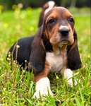 AKC Basset Hound Puppies