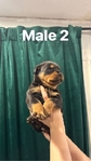 Male Rottweiler
