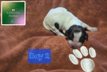 >🐾 Available Puppies in Southeast Texas! 🐾
