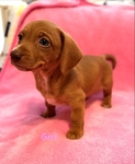 Chiweenie Puppies