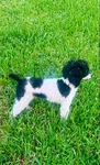Registered Toy Poodle, potty trained, all shots!