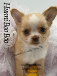 AKC Applehead Longcoat Chihuahuas